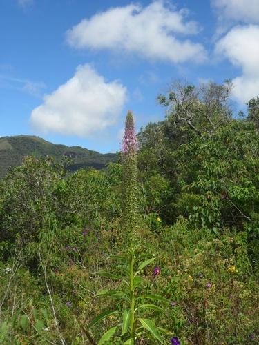 Lobelia organensis