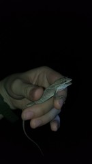 Anolis scypheus