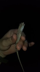 Anolis scypheus