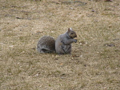 Sciurus carolinensis