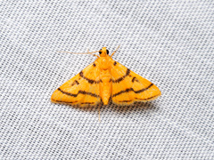 Dichocrocis