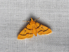 Dichocrocis