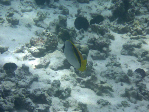 Chaetodon lineolatus, 2026-04-05
