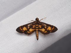 Physematia