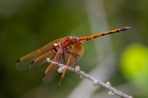 Red-veined Dropwing