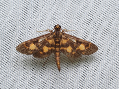 Physematia