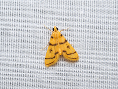 Dichocrocis