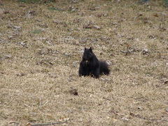 Sciurus carolinensis
