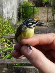 Pogoniulus chrysoconus