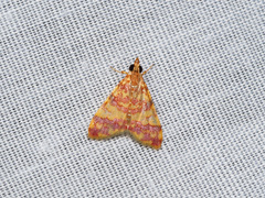 Taurometopa