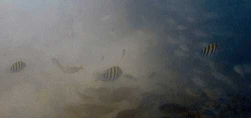 Abudefduf saxatilis