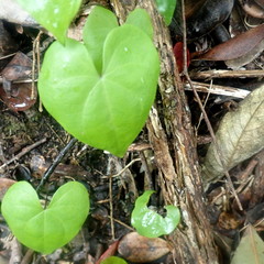 Dioscorea sylvatica