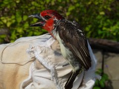 Lybius vieilloti