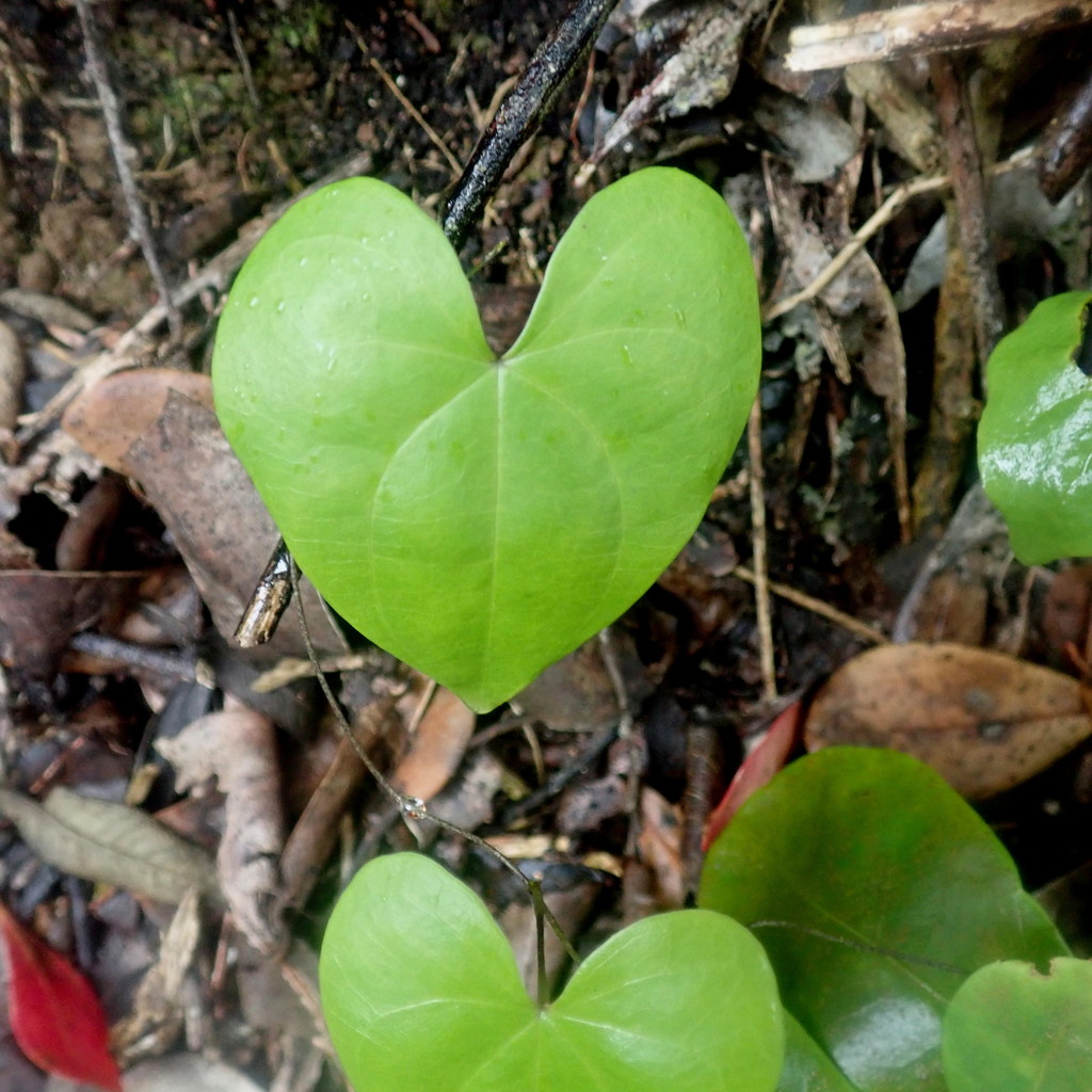 Dioscorea sylvatica