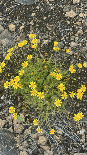 Thymophylla tenuiloba observed 2026-04-12