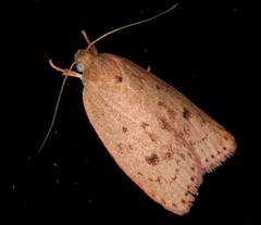 Prionocris protoxantha