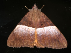 Oxyodes tricolor