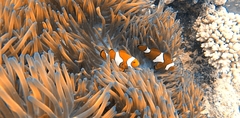 Amphiprion percula
