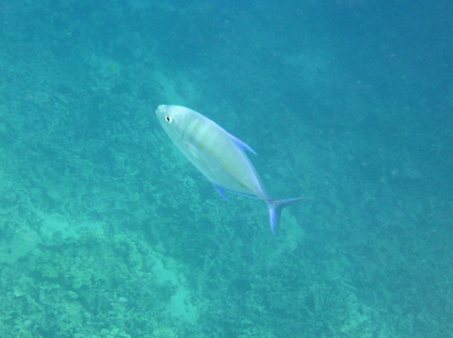 Carangoides orthogrammus observed 2026-04-05