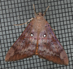 Oxyodes tricolor