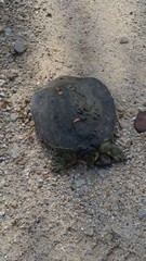 Apalone spinifera pallida