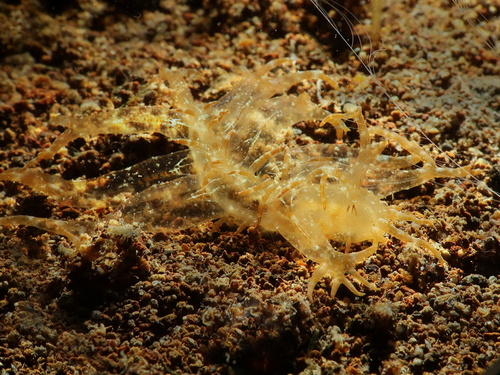 Melibe megaceras
