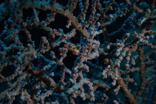 Hippocampus bargibanti