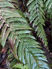 Polystichum dudleyi