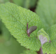 Baetis rhodani