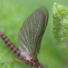 Baetis rhodani