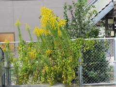 Solidago altissima