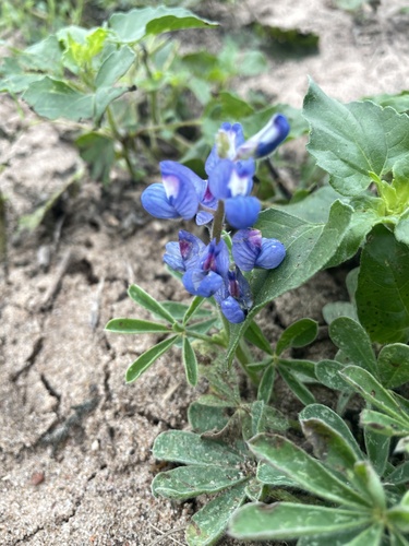 Lupinus subcarnosus, photograph 4