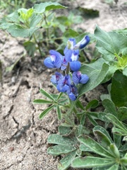 Lupinus subcarnosus, photograph (c) Nathan May, some rights reserved (CC BY)