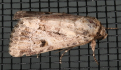 Spodoptera umbraculata