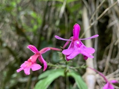 Epidendreae