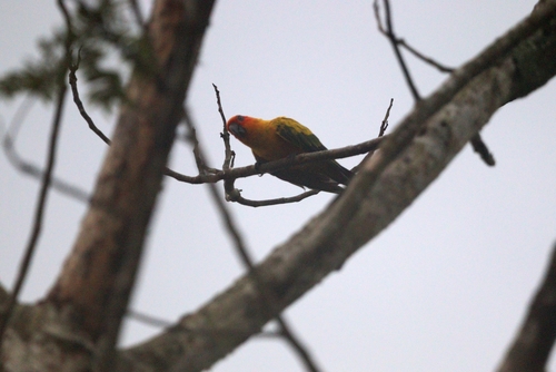 Sulphur-breasted Parakeet (Aratinga maculata)