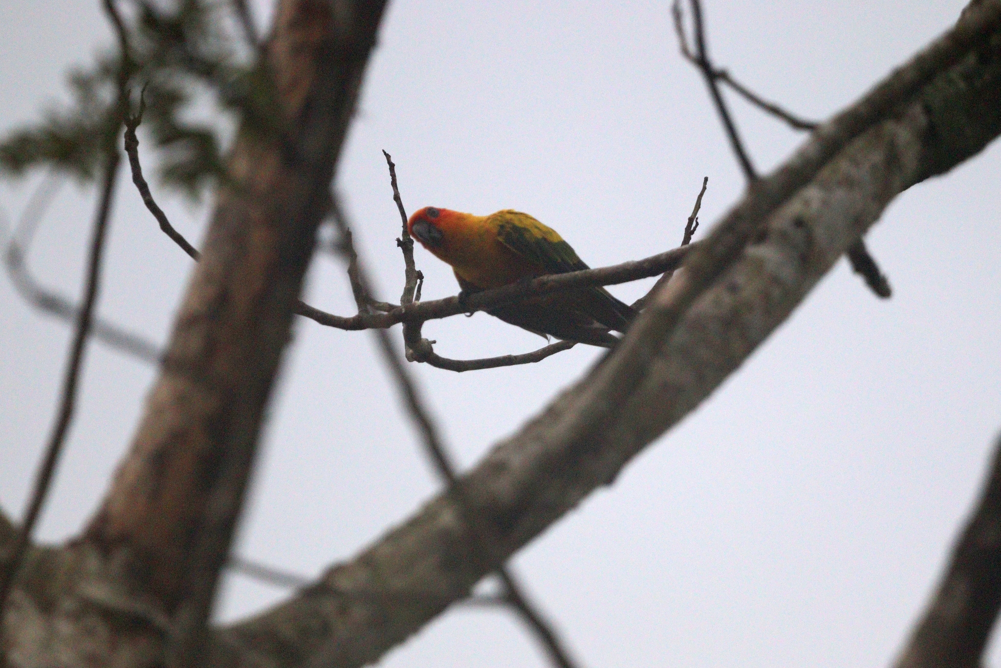 Sulphur-breasted Parakeet (Aratinga maculata), photo 1
