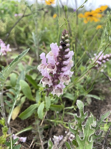 Rattlesnake flower (Brazoria truncata)