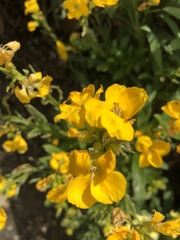 Erysimum × cheiri