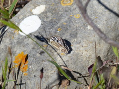 Melanargia ines