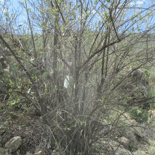 Nahuatlea hypoleuca, photograph 5