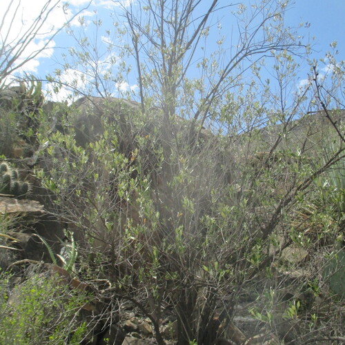Nahuatlea hypoleuca, photograph 6