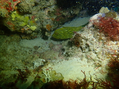 Eubalichthys mosaicus