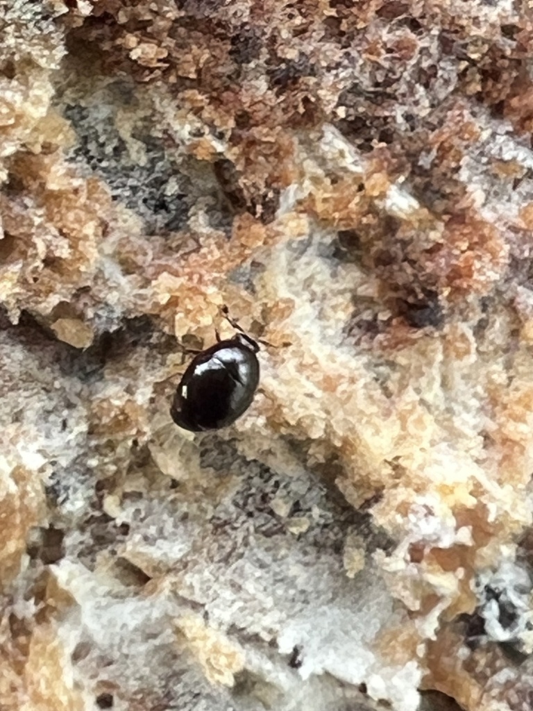 Acritus exiguus