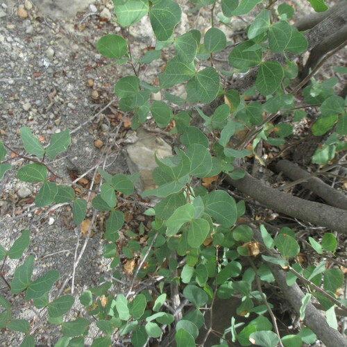 Bauhinia lunarioides