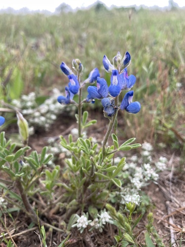 Lupinus subcarnosus, photograph 2