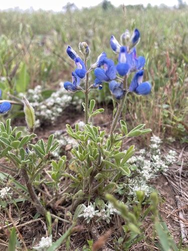 Lupinus subcarnosus, photograph 3