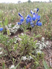 Lupinus subcarnosus, photograph (c) Nathan May, some rights reserved (CC BY)