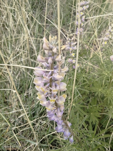 Lupinus arbustus, photograph 4