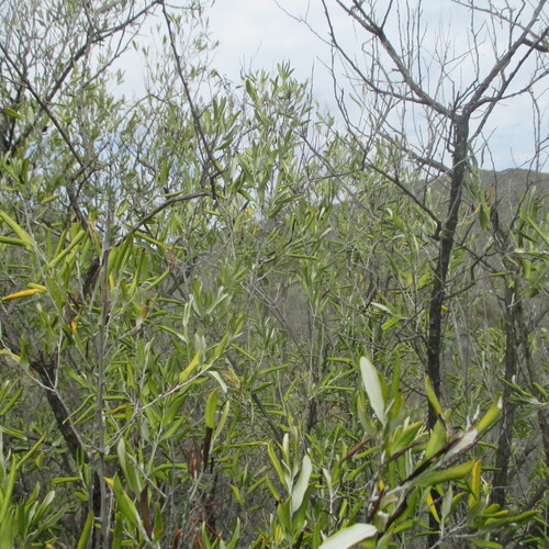 Nahuatlea hypoleuca, photograph 4